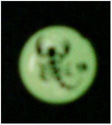 Светонакопительные сережки-гвоздики(люмин-ые) Скорпион , 10мм, цвет:зелено-желтый (1 шт) - вид 1 миниатюра