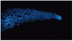 Мраморная крошка, светящаяся в темноте (люминесцентная) размер в пределах 1-2 см, вес: 0.5 кг, цвет при обычном свете белый, свечение: синее - вид 2 миниатюра